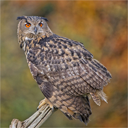 Eagle Owl