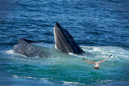 Humpback Whale Feeding