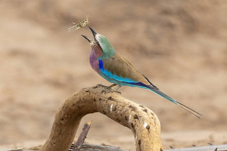 Roller Flipping Grasshopper