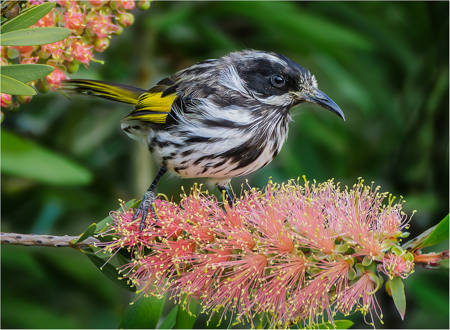 New Holland Honey Eater
