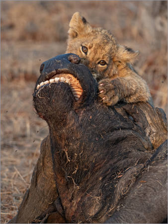 Lion Cub With Buffalo