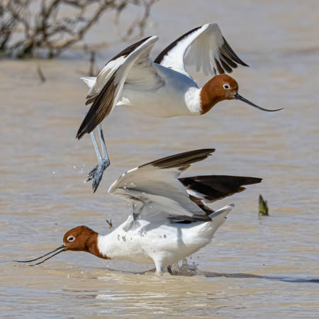 Leaping Avocet