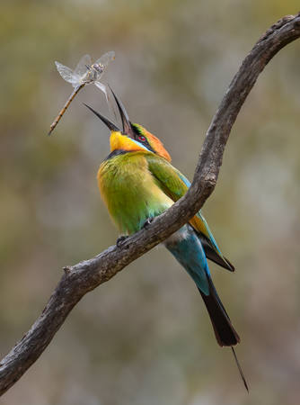 Rainbow Bee-Eater With Lunch