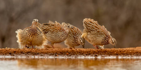 Cape Francolins Pecking Away