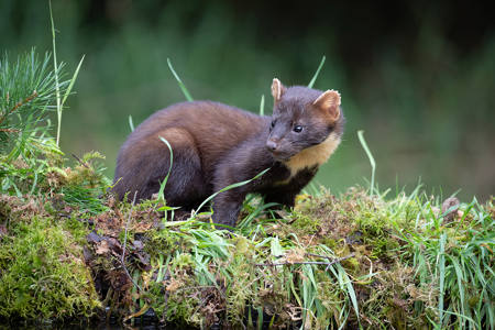 Mullingar Pine Marten