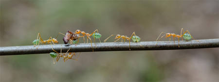 Green Ants Darwin