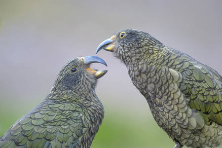 Kea Rivalry