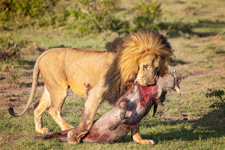 Lion With Warthog Kill