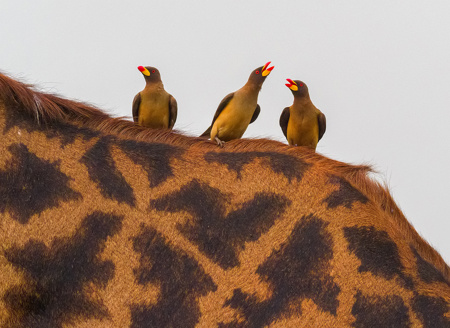 Singing On A Giraffe