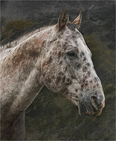 Appaloosa Portrait