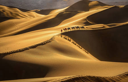 Camel Shadow In The Desert