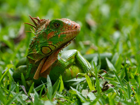 Green Iguana Profile
