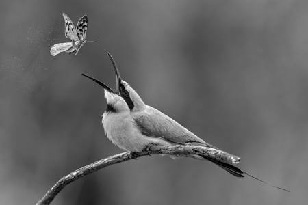 Flipping A Butterfly