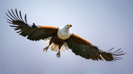 African Fish Eagle