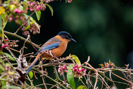 RUFOUS SIBIA
