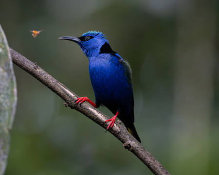Red Legged Honeycreeper