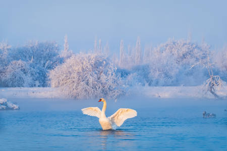 Cozy Swan On Cold Lake