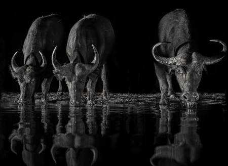 One Herd At The Time