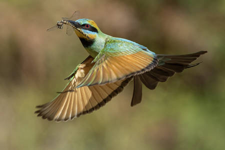 Bee Eater With Large Dragonfly
