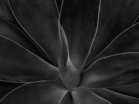 Agave Mono