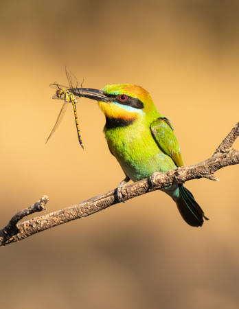 Bee-Eater Study 3