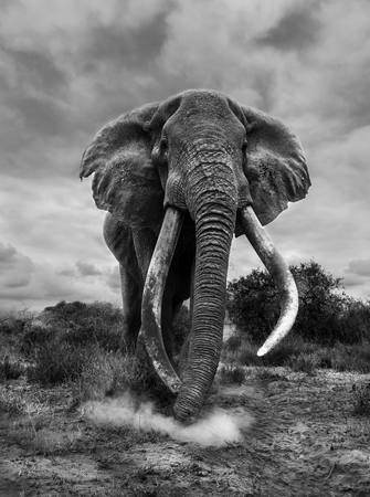 TUSKAR SPLASHING DUST