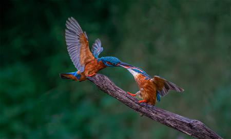 Kingfisher Squabble