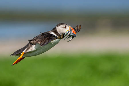 Puffin About To Land