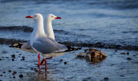 Red Billed Gull Chroicocephalus