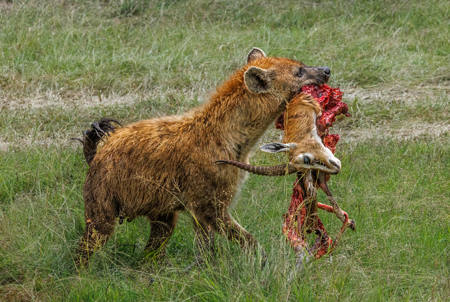 Hyena With Impala