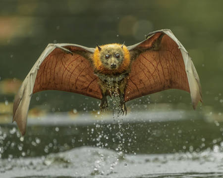 Flying Fox Skimming The Surface