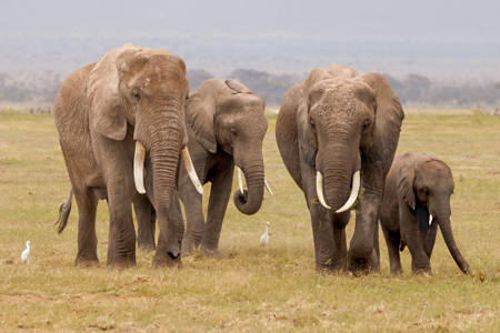 Elephant Family Of Four 4