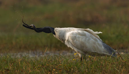BLACK IBIS WITH SNAKE TWIST
