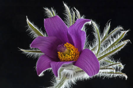 Pulsatilla
