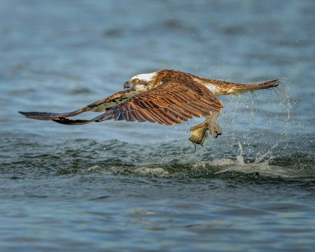 Osprey Snatching A Fish
