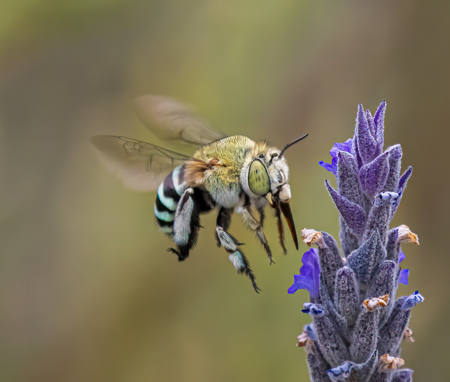 Blue Bee Pollinator