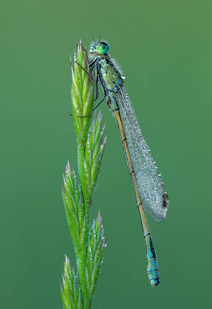 Dewy Damselfly 53