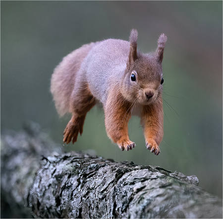 Running Red Squirell