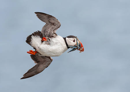 Puffin Flying With Sandeels