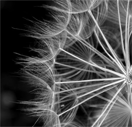 DANDELION