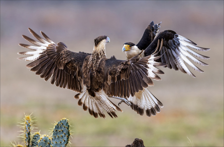 Caracaras Fighting 74