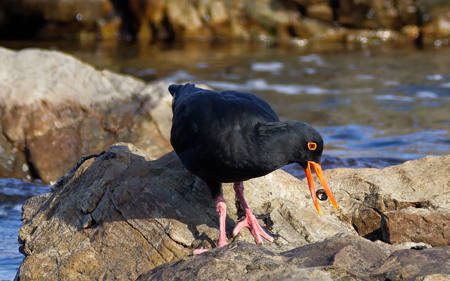 Black Oystercatcher