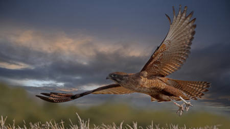 MARSH  HARIER  HUNTING