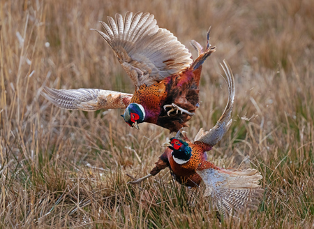 Pheasant Fight No2