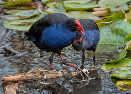 Purple Swamphen Feeding Chick
