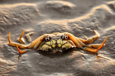 Crab Upside Down