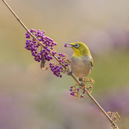 Breakfast For The Silvereye