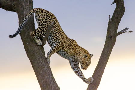 Leopard Descent