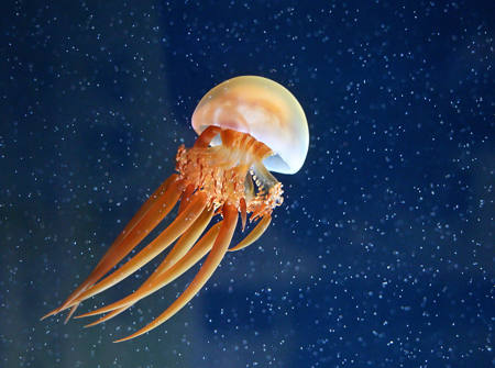 Red Jellyfish - Rhopilema Sp