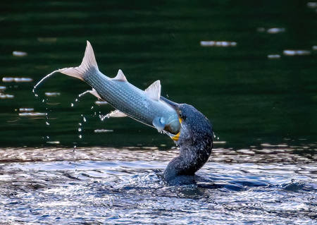 Brecky Is Served 3329